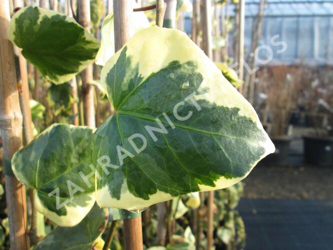 Břečťan kavkazský 'Dentata Variegata' - Hedera colchica 'Dentata Variegata'