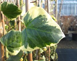 Břečťan kavkazský 'Dentata Variegata'