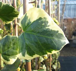 Břečťan kavkazský 'Dentata Variegata' - Hedera colchica 'Dentata Variegata'