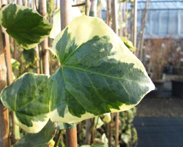 Břečťan kavkazský 'Dentata Variegata'