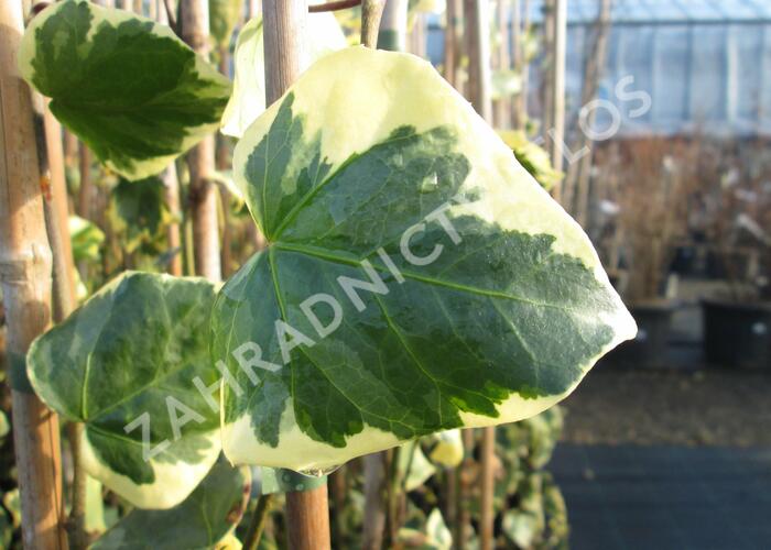 Břečťan kavkazský 'Dentata Variegata' - Hedera colchica 'Dentata Variegata'