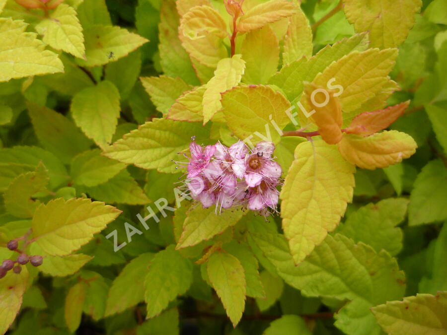 Tavolník japonský 'Goldmound' - Spiraea japonica 'Goldmound'