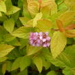 Tavolník japonský 'Goldmound' - Spiraea japonica 'Goldmound'