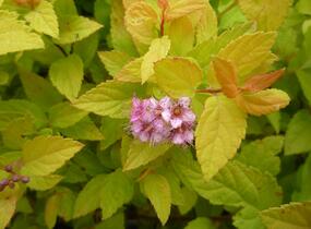Tavolník japonský 'Goldmound' - Spiraea japonica 'Goldmound'