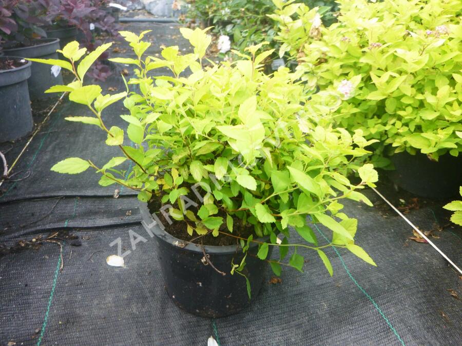 Tavolník japonský 'Goldmound' - Spiraea japonica 'Goldmound'