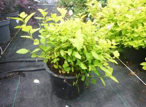 Tavolník japonský 'Goldmound' - Spiraea japonica 'Goldmound'