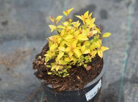 Tavolník japonský 'Goldmound' - Spiraea japonica 'Goldmound'