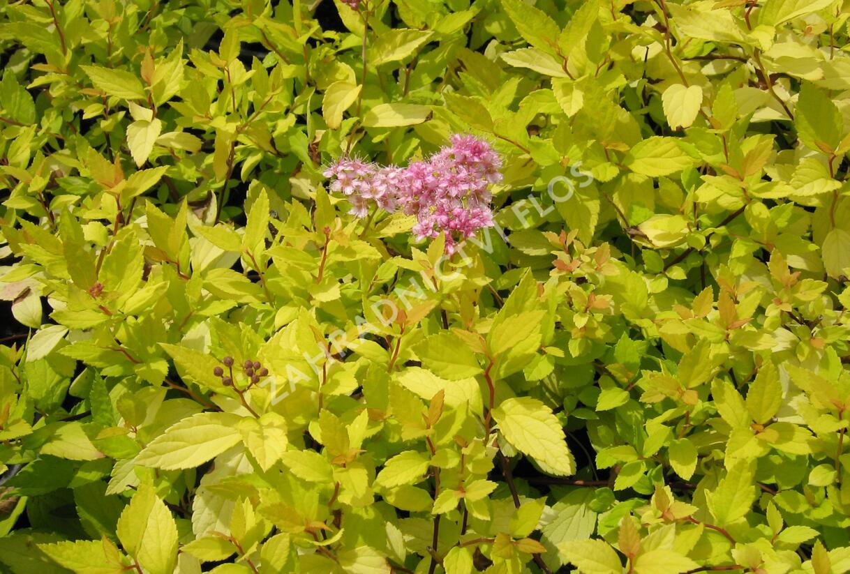 Tavolník japonský 'Goldmound' - Spiraea japonica 'Goldmound'