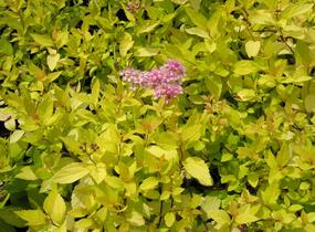 Tavolník japonský 'Goldmound' - Spiraea japonica 'Goldmound'