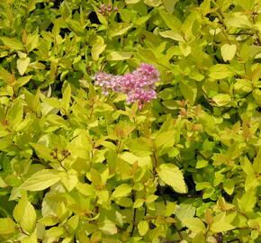 Tavolník japonský 'Goldmound' - Spiraea japonica 'Goldmound'