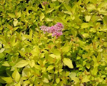 Tavolník japonský 'Goldmound'