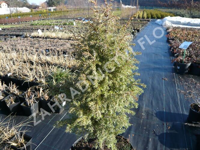 Jalovec obecný 'Gold Cone' - Juniperus communis 'Gold Cone'