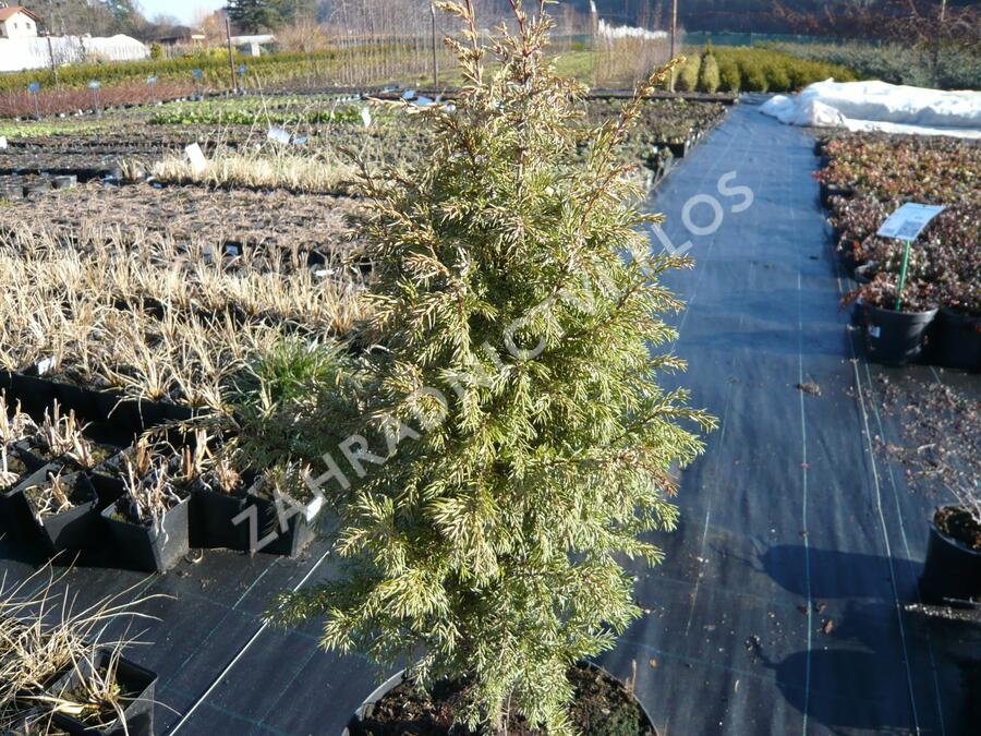 Jalovec obecný 'Gold Cone' - Juniperus communis 'Gold Cone'