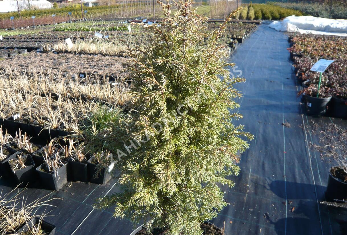 Jalovec obecný 'Gold Cone' - Juniperus communis 'Gold Cone'