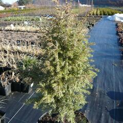 Jalovec obecný 'Gold Cone' - Juniperus communis 'Gold Cone'
