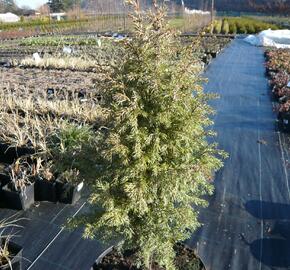 Jalovec obecný 'Gold Cone' - Juniperus communis 'Gold Cone'