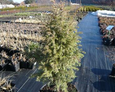 Jalovec obecný 'Gold Cone'