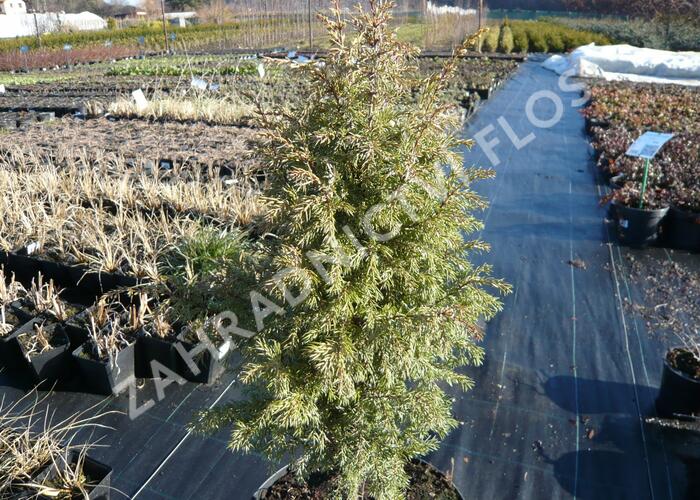 Jalovec obecný 'Gold Cone' - Juniperus communis 'Gold Cone'