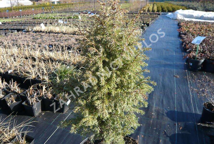 Jalovec obecný 'Gold Cone' - Juniperus communis 'Gold Cone'