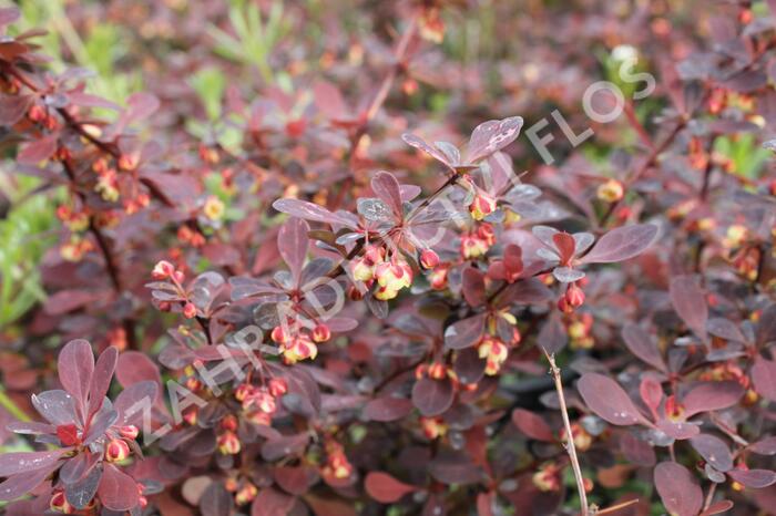 Dřišťál Thunbergův 'Rose Glow' - Berberis thunbergii 'Rose Glow'