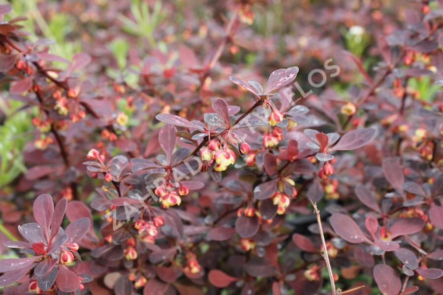 Dřišťál Thunbergův 'Rose Glow' - Berberis thunbergii 'Rose Glow'