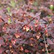 Dřišťál Thunbergův 'Rose Glow' - Berberis thunbergii 'Rose Glow'