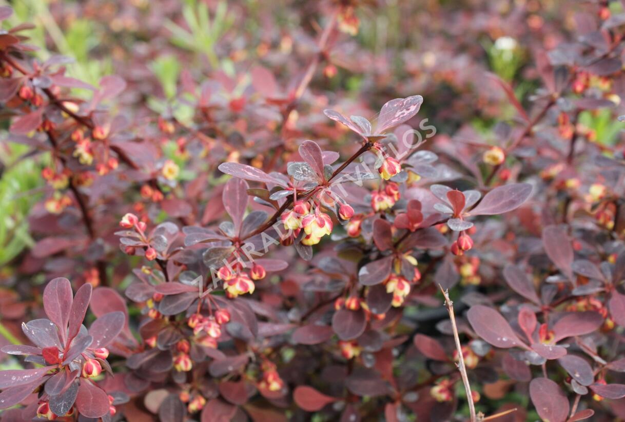 Dřišťál Thunbergův 'Rose Glow' - Berberis thunbergii 'Rose Glow'