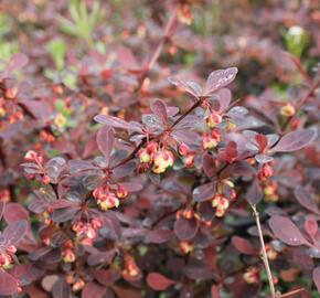 Dřišťál Thunbergův 'Rose Glow' - Berberis thunbergii 'Rose Glow'