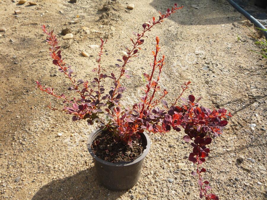 Dřišťál Thunbergův 'Rose Glow' - Berberis thunbergii 'Rose Glow'