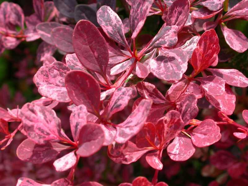 Dřišťál Thunbergův 'Rose Glow' - Berberis thunbergii 'Rose Glow'