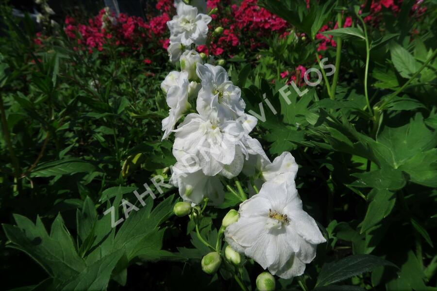 Ostrožka 'Jupiter White' - Delphinium x cultorum 'Jupiter White'