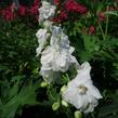 Ostrožka 'Jupiter White' - Delphinium x cultorum 'Jupiter White'