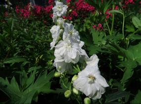 Ostrožka 'Jupiter White' - Delphinium x cultorum 'Jupiter White'