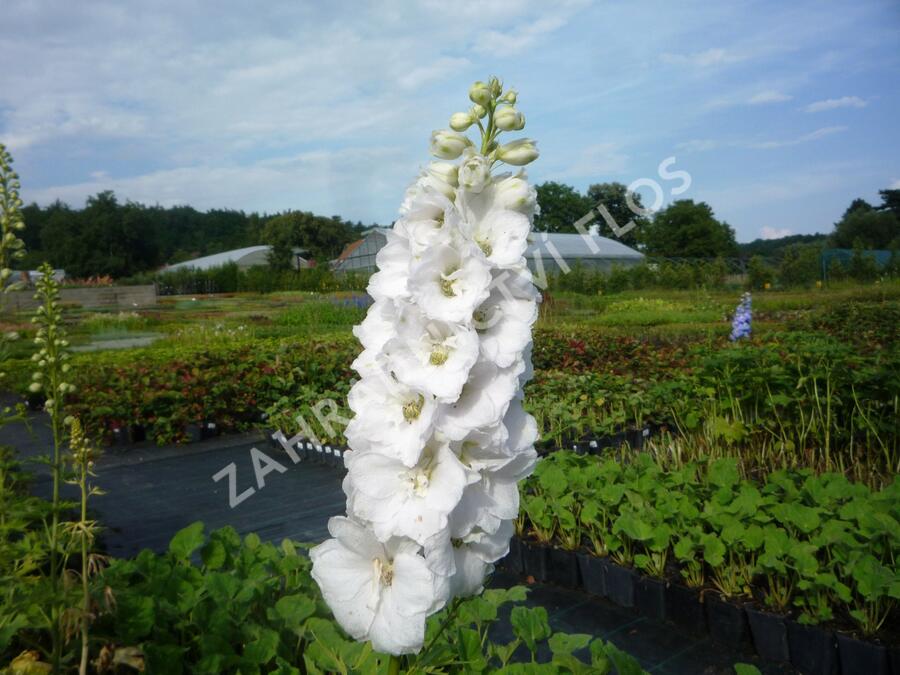 Ostrožka 'Jupiter White' - Delphinium x cultorum 'Jupiter White'