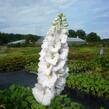 Ostrožka 'Jupiter White' - Delphinium x cultorum 'Jupiter White'