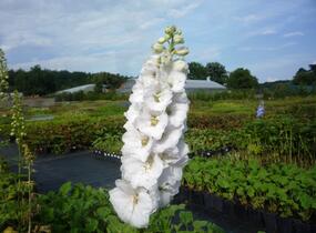Ostrožka 'Jupiter White' - Delphinium x cultorum 'Jupiter White'