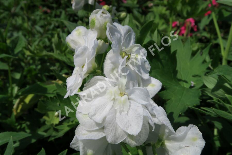 Ostrožka 'Jupiter White' - Delphinium x cultorum 'Jupiter White'