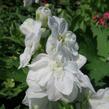 Ostrožka 'Jupiter White' - Delphinium x cultorum 'Jupiter White'