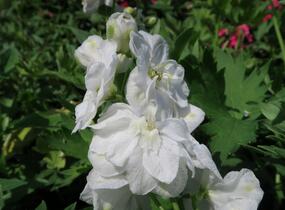 Ostrožka 'Jupiter White' - Delphinium x cultorum 'Jupiter White'