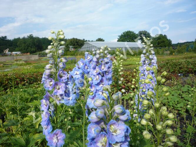 Ostrožka 'Jupiter Sky Blue' - Delphinium x cultorum 'Jupiter Sky Blue'