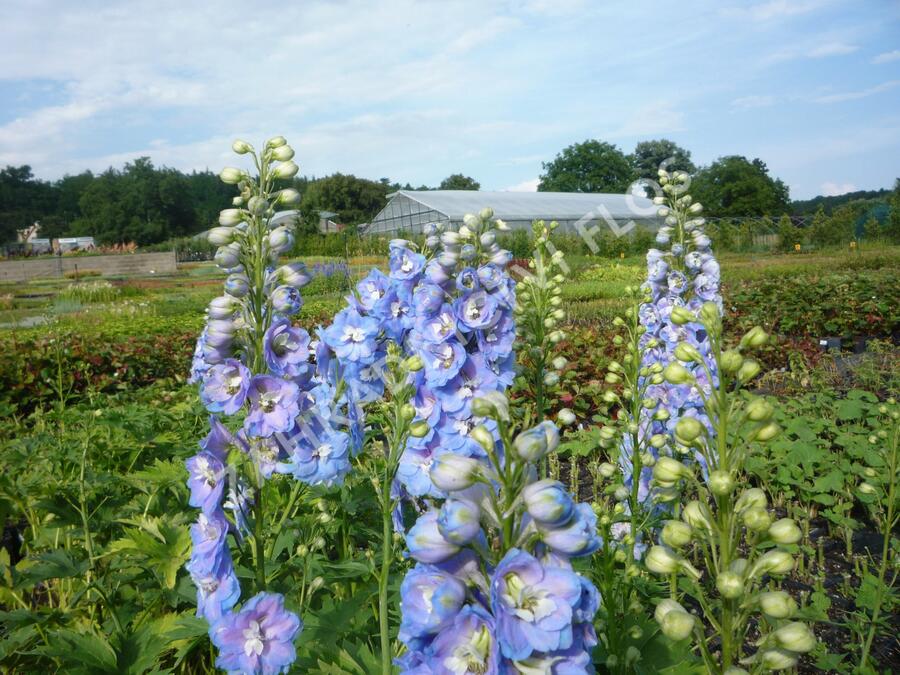 Ostrožka 'Jupiter Sky Blue' - Delphinium x cultorum 'Jupiter Sky Blue'