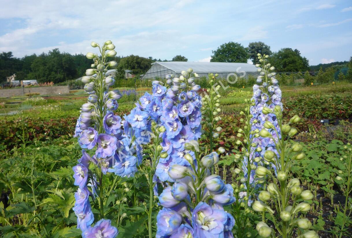 Ostrožka 'Jupiter Sky Blue' - Delphinium x cultorum 'Jupiter Sky Blue'