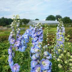 Ostrožka 'Jupiter Sky Blue' - Delphinium x cultorum 'Jupiter Sky Blue'