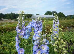 Ostrožka 'Jupiter Sky Blue' - Delphinium x cultorum 'Jupiter Sky Blue'