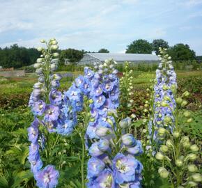 Ostrožka 'Jupiter Sky Blue' - Delphinium x cultorum 'Jupiter Sky Blue'