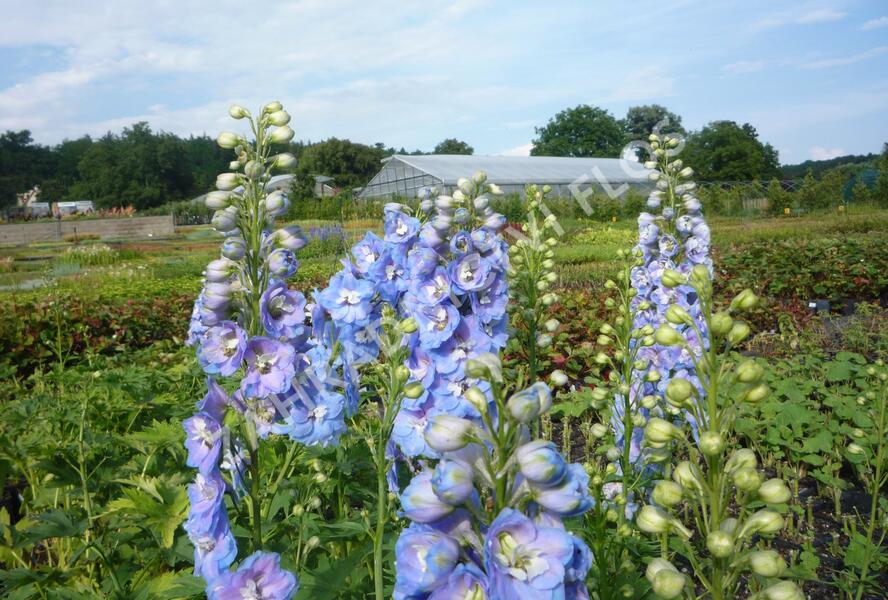 Ostrožka 'Jupiter Sky Blue' - Delphinium x cultorum 'Jupiter Sky Blue'