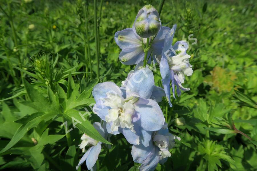 Ostrožka 'Jupiter Sky Blue' - Delphinium x cultorum 'Jupiter Sky Blue'