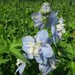 Ostrožka 'Jupiter Sky Blue' - Delphinium x cultorum 'Jupiter Sky Blue'