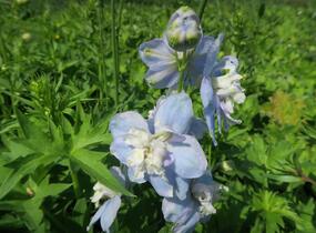 Ostrožka 'Jupiter Sky Blue' - Delphinium x cultorum 'Jupiter Sky Blue'