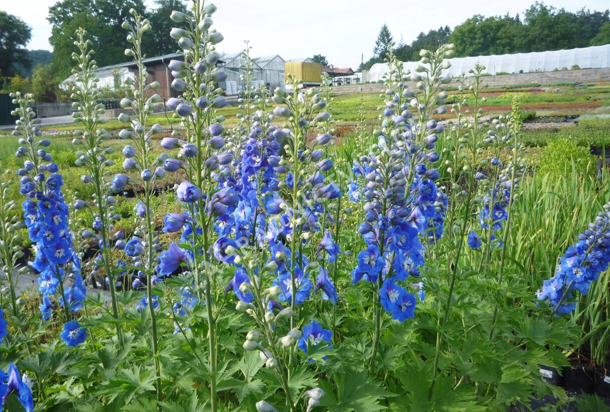 Ostrožka 'Jupiter Blue' - Delphinium x cultorum 'Jupiter Blue'